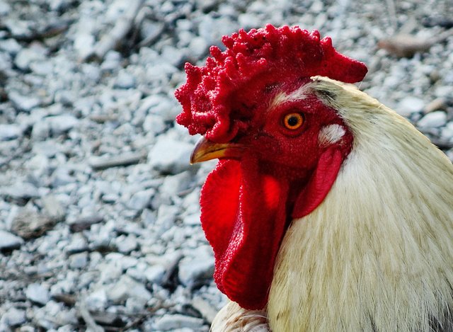 rooster1.jpg