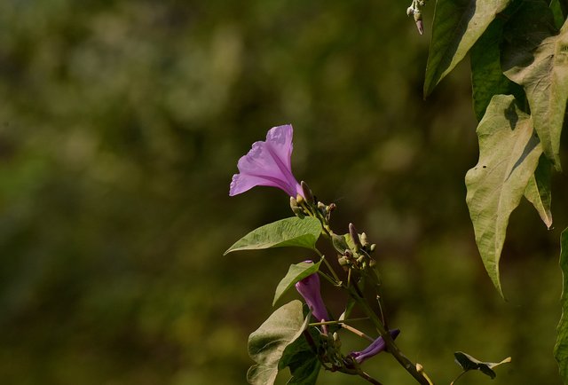 DSC_0457.JPG