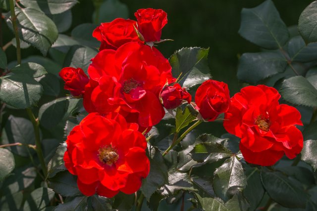 DSC_1624.jpg