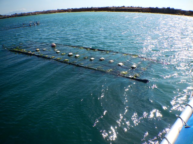 📷 Mussel culture, the process before the kitchen. — Steemit