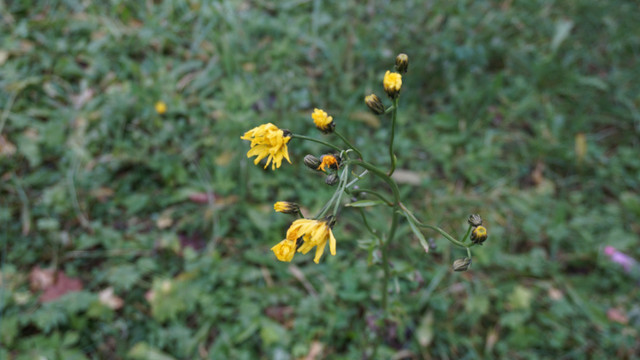 DSC00592.JPG
