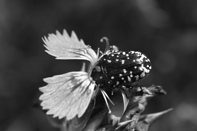 DSC_6758.jpg