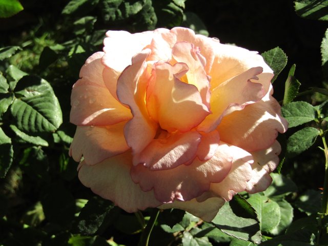 IMG_5942.JPG