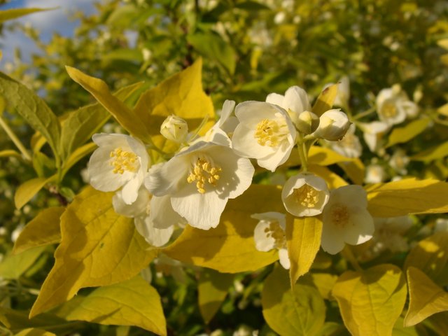 DSC03887.JPG