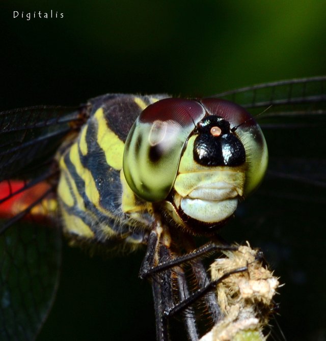 DSC_8810.JPG