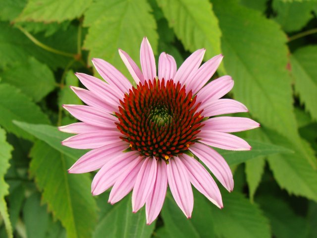 DSC07593.jpg