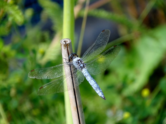 DSC08317.JPG