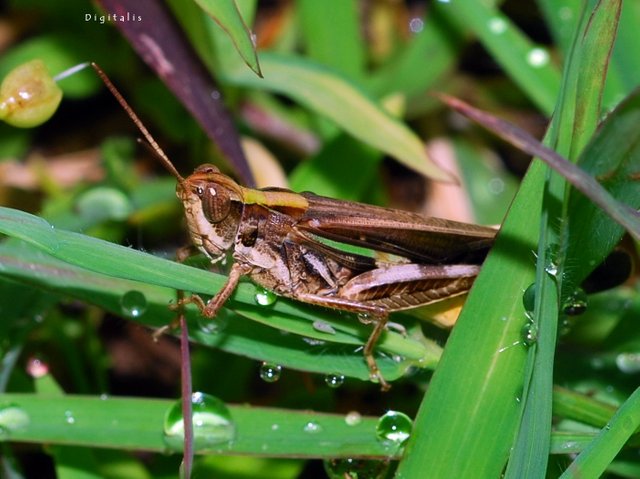 DSC_5473.JPG