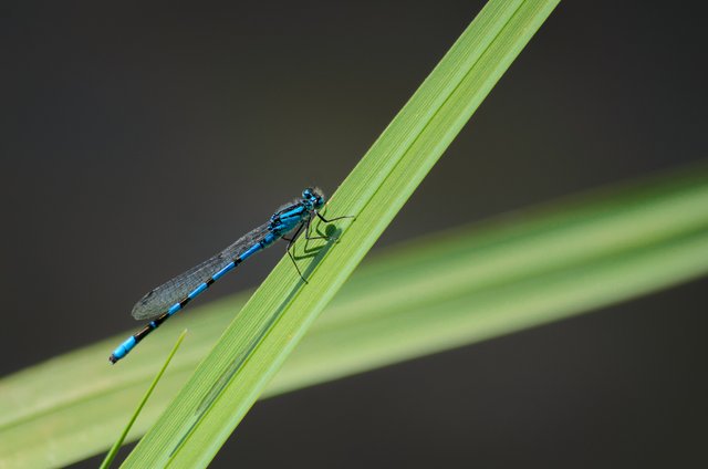 DSC_0762.jpg
