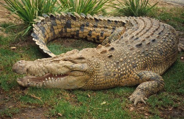 820buaya.jpg