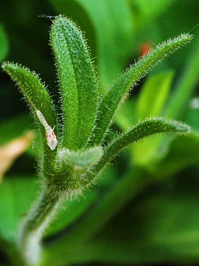 P6151455.JPG