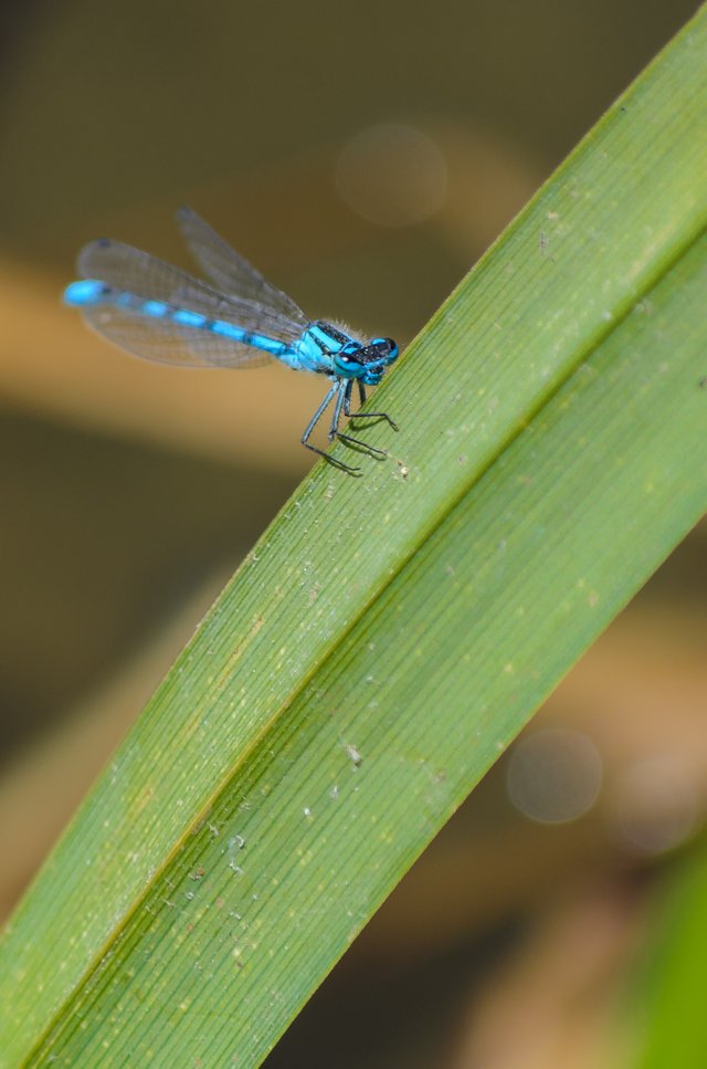 DSC_0743.jpg