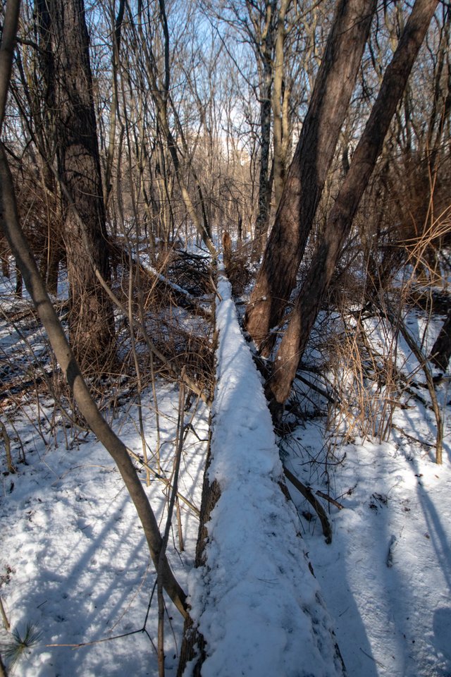 DSC_7153.jpg