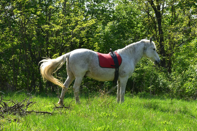 DSC_3725.jpg