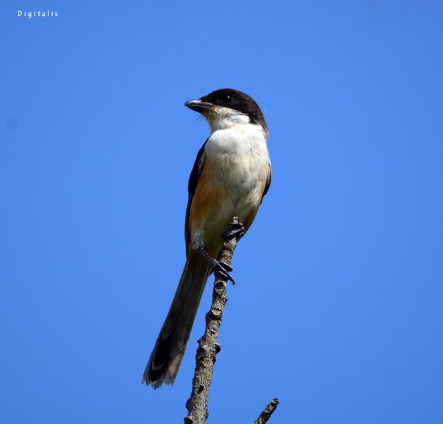 DSC_6528.JPG