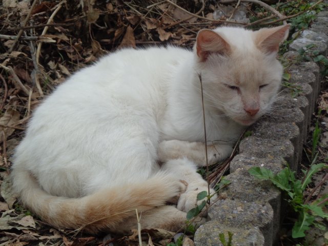 DSC02545.JPG