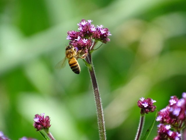 DSC01090.jpg