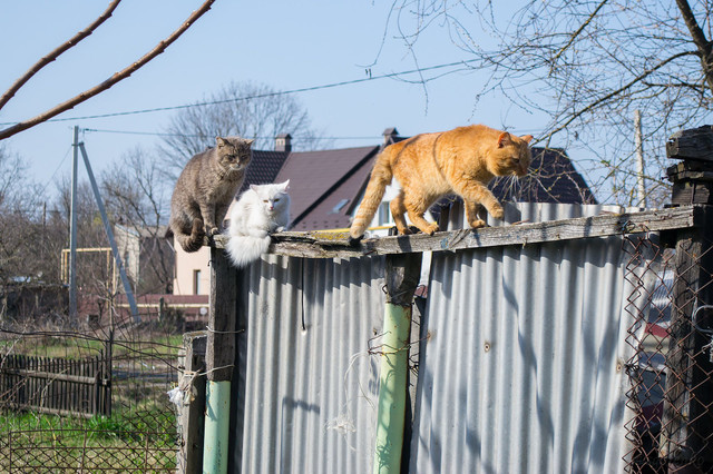 DSC_0336.jpg