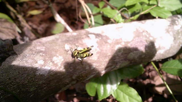 DSCF0067.JPG