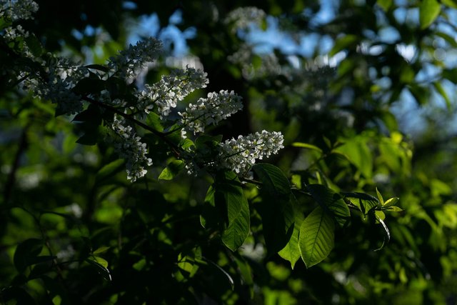 DSC03225.jpg