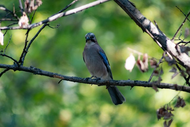 DSC_0204.jpg