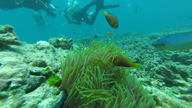 diving Maldives