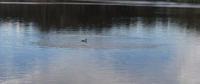 DSC_0094.jpg
