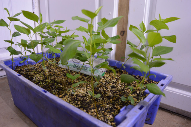 Pear Tree seeds update  Steemit