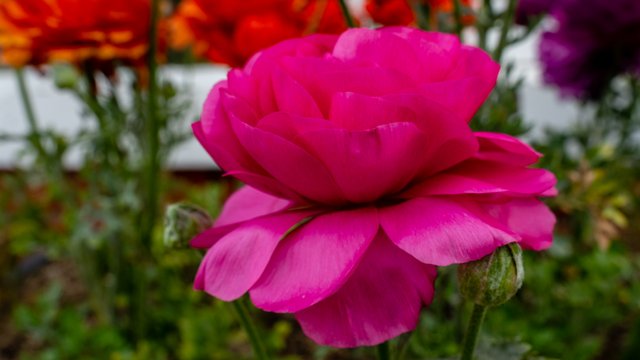 _DSC8616.jpg