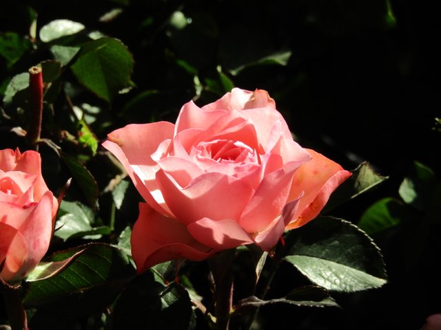 IMG_5945.JPG