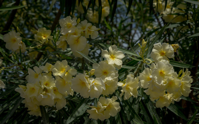 _DSC5994.jpg