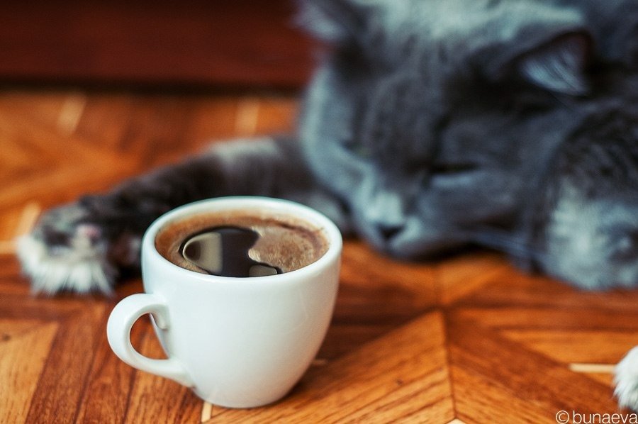I have coffee in the morning. Кот и кофе. Котенок с кофе. Котенок с чашкой кофе. Кошечка на чашке кофе.