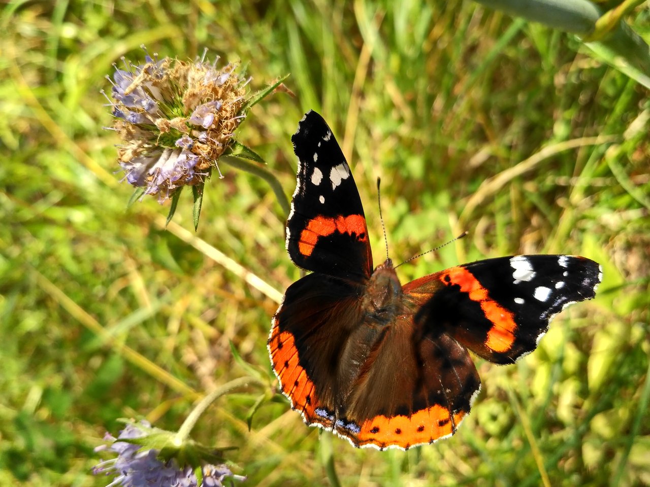 Бабочки карелии фото The Kingdom of butterflies-2 - Steemit
