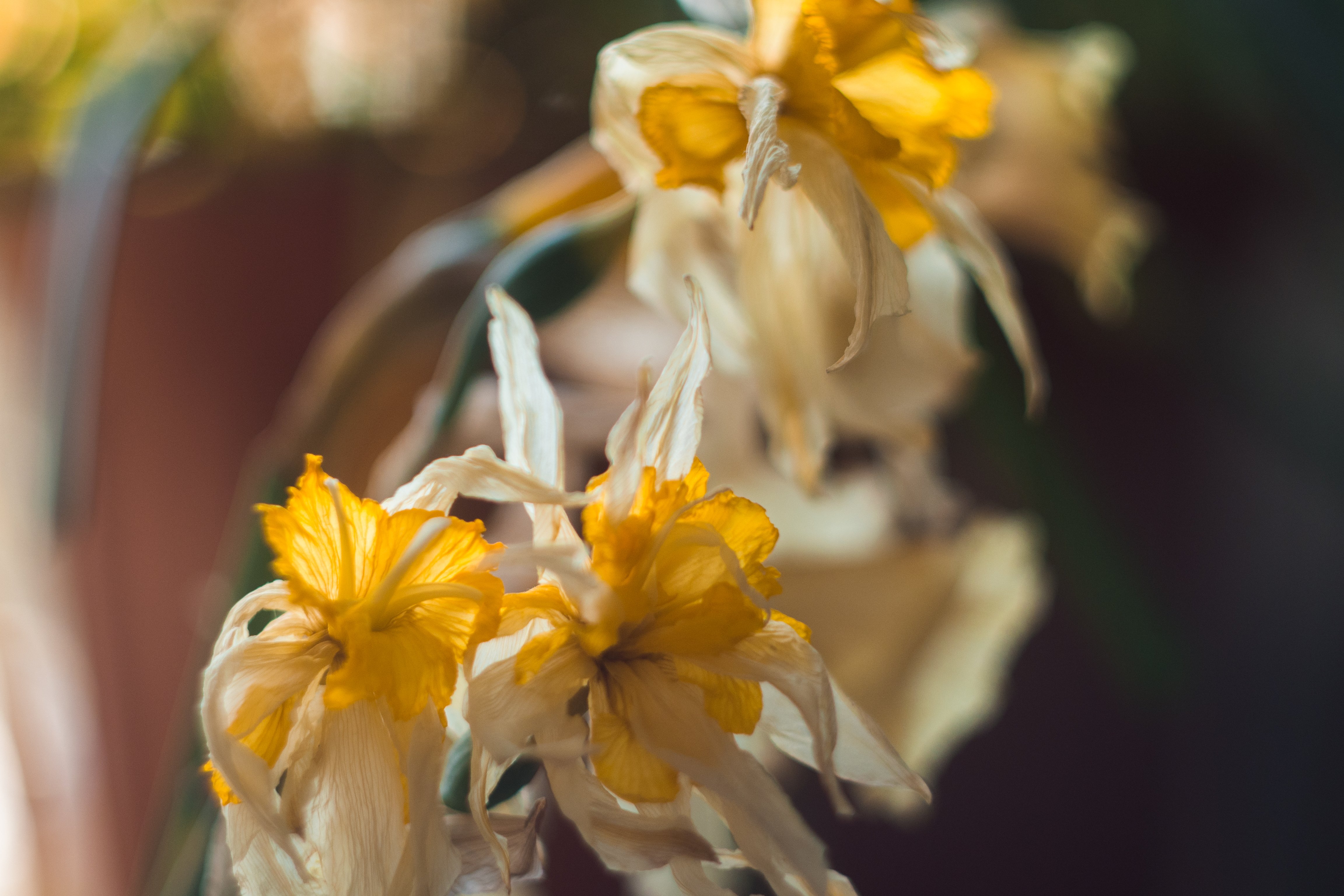 Нарцисс сухоцвет
