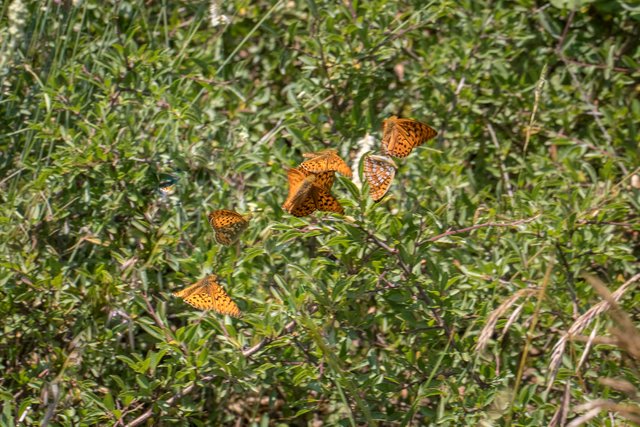 Feurige Perlmutterfalter (Argynnis adippe)_CI4A0230-BF.jpg