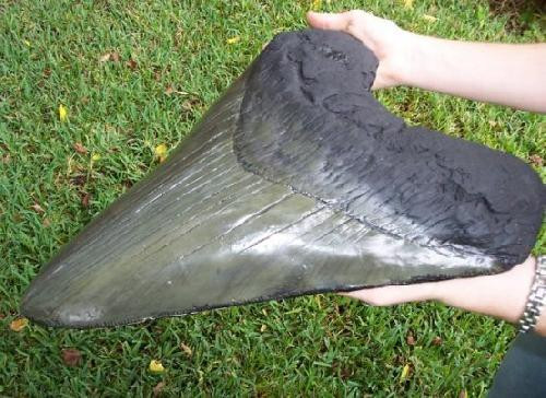 Dent-d-un-megalodon.jpg