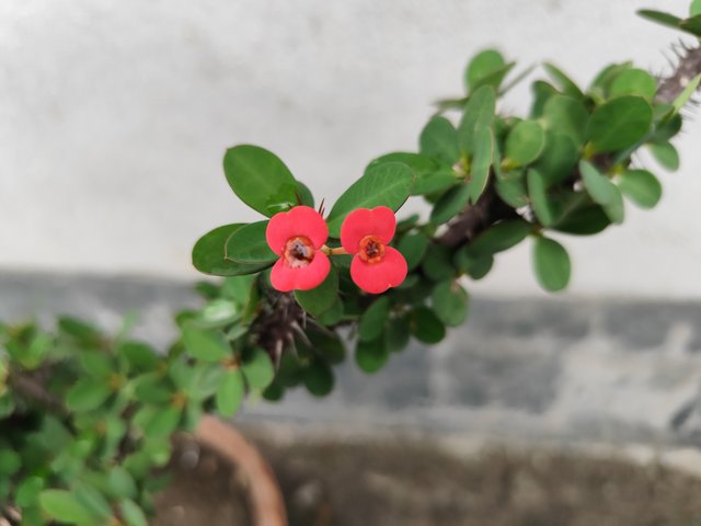 IMG_20250619_121855.jpg