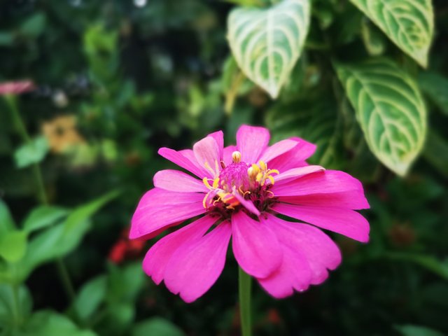 IMG_20180624_065621.jpg