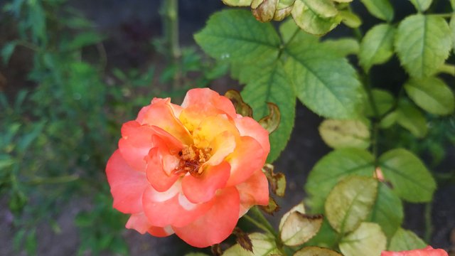 IMG_20220711_151630.jpg