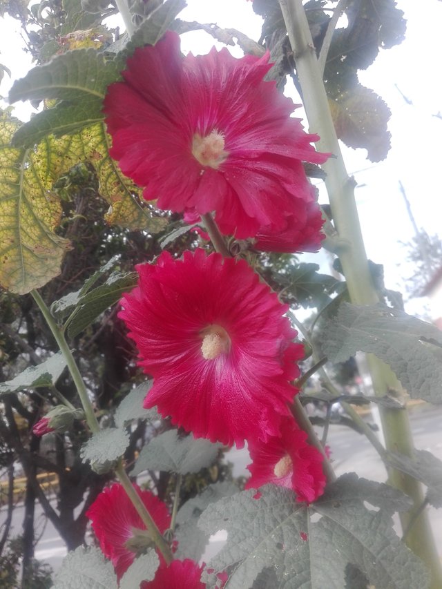 IMG_20190901_144053.jpg