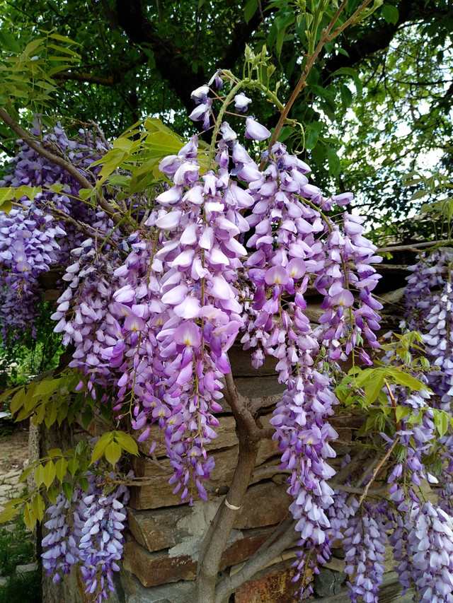 IMG_20180505_153244.jpg