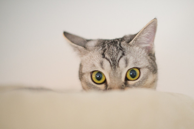animal-3118732_1280.jpg