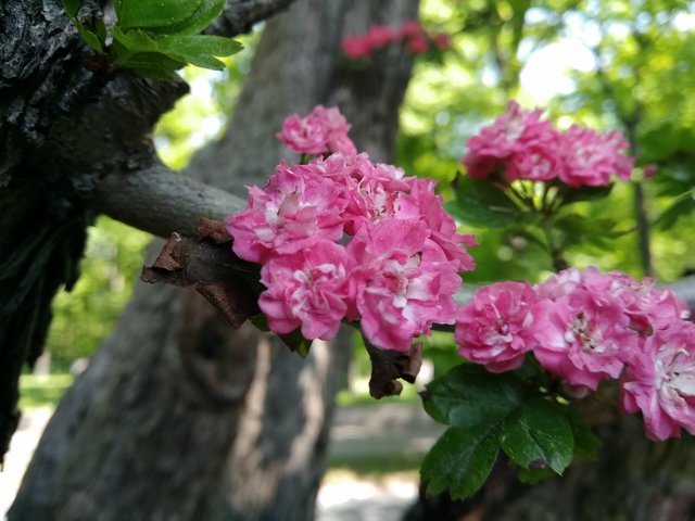 IMG_20200516_103643.jpg