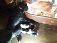 Suki inspecting Ducks new while nursing puppies