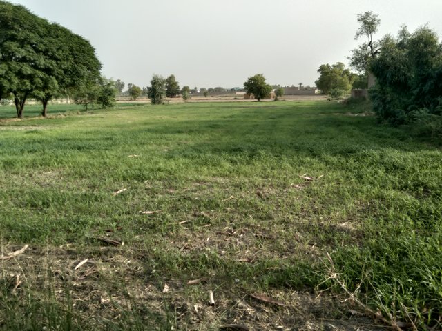 IMG_20210612_063617.jpg
