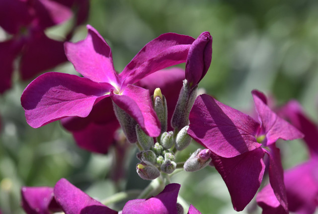 purple flower 2.jpg