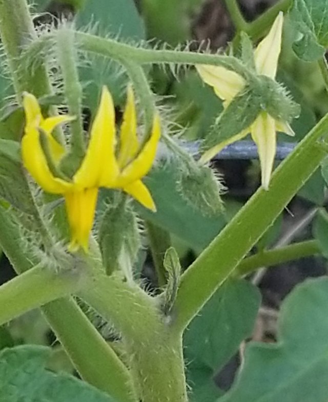 IMG_20180531_131211.jpg