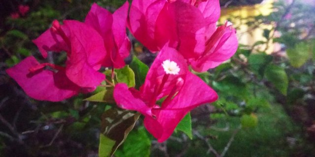 IMG_20190912_211659.jpg