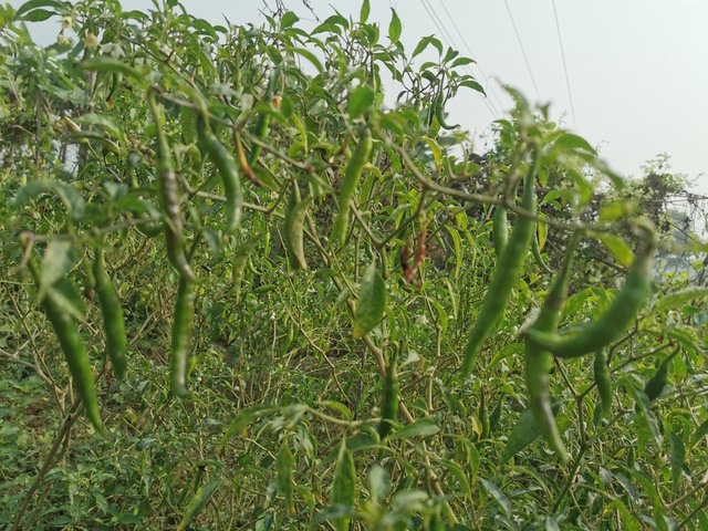 IMG_20231123_103703.jpg