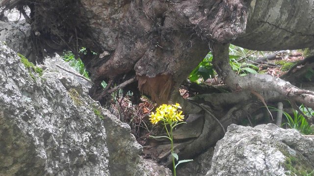 20180609_131812_HDR.jpg